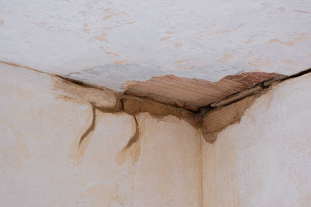 Best Mold removal after water damage  in Cutlerville, MI